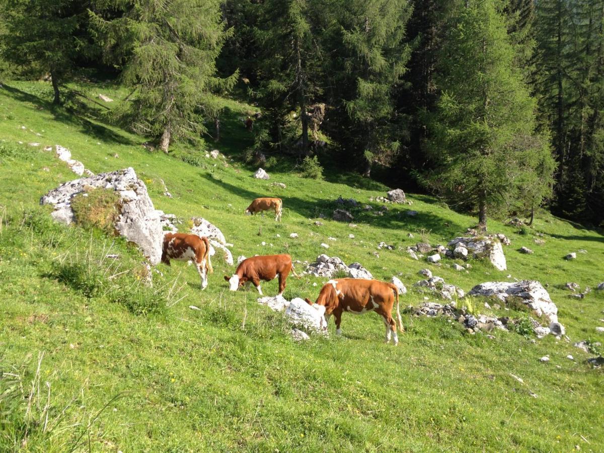 Casa Al Moro Apartment Rocca Pietore Luaran gambar